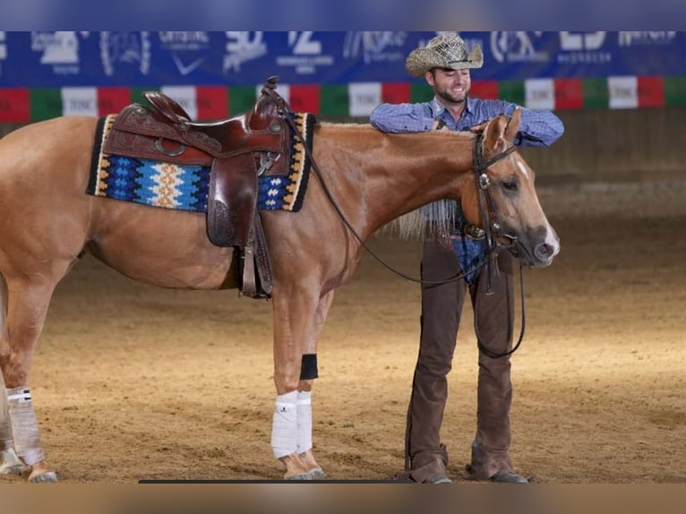 Paint Horse Giumenta 3 Anni 154 cm Palomino in Siena