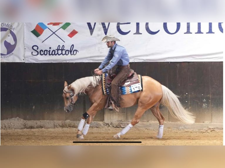 Paint Horse Giumenta 3 Anni 154 cm Palomino in Siena