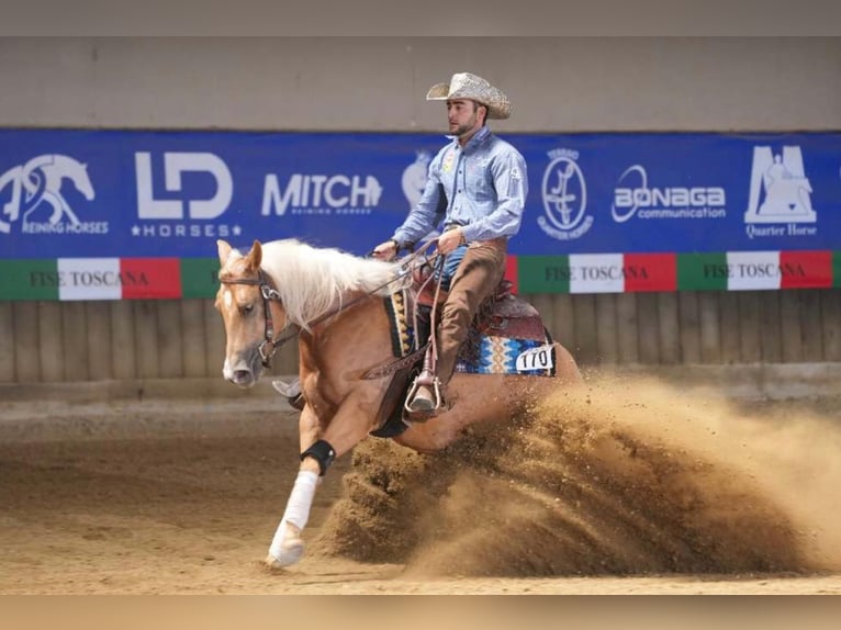 Paint Horse Giumenta 3 Anni 154 cm Palomino in Siena