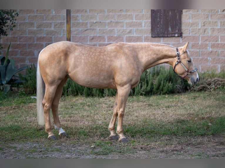 Paint Horse Giumenta 3 Anni 154 cm Palomino in Siena