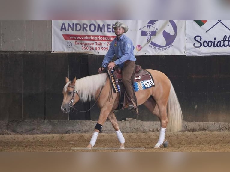 Paint Horse Giumenta 3 Anni 154 cm Palomino in Siena