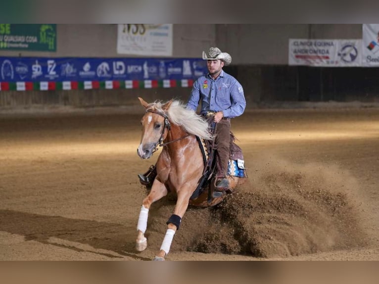 Paint Horse Giumenta 3 Anni 154 cm Palomino in Siena