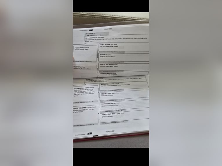 Paint Horse Giumenta 3 Anni 155 cm Palomino in Biendorf Paint Horse Giumenta 3 Anni 155 cm Palomino in Biendorf