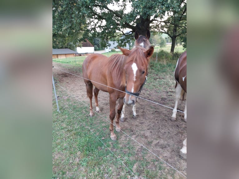 Paint Horse Giumenta 3 Anni 155 cm Sauro in Neukirchen/Erzgebirge