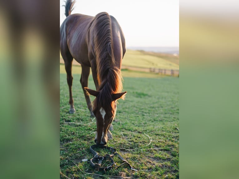 Paint Horse Giumenta 3 Anni 155 cm Sauro in Neukirchen/Erzgebirge