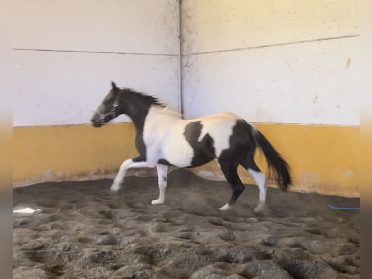 Paint Horse Mix Giumenta 3 Anni 156 cm Pezzato in Baza