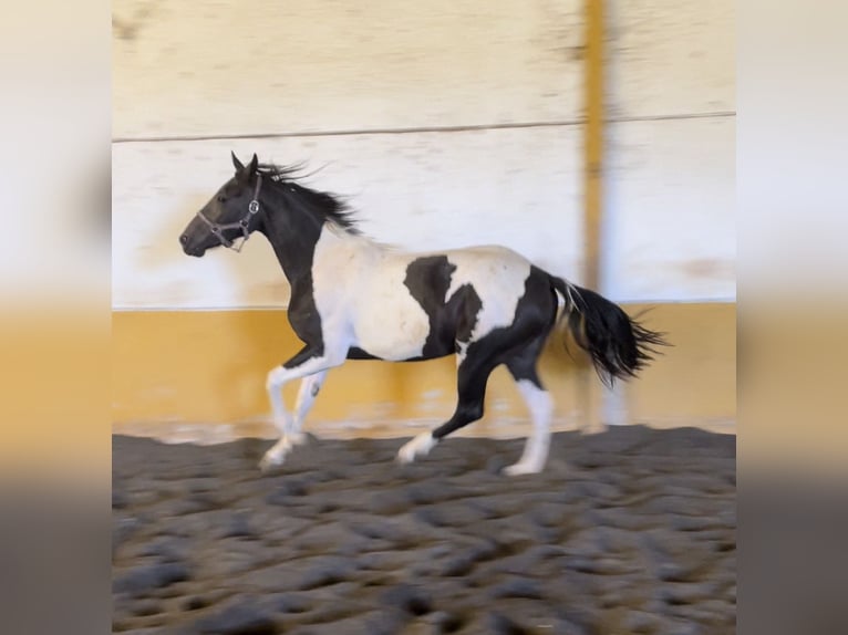 Paint Horse Mix Giumenta 3 Anni 156 cm Pezzato in Baza