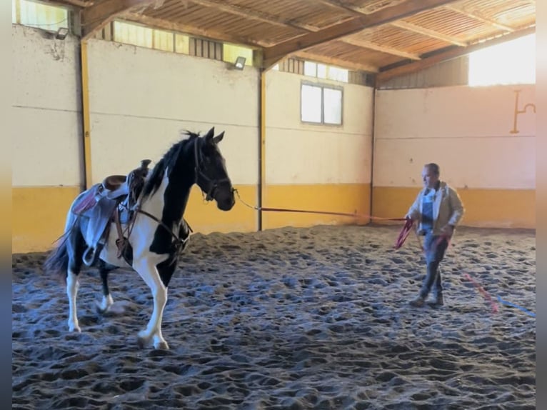 Paint Horse Mix Giumenta 3 Anni 156 cm Pezzato in Baza