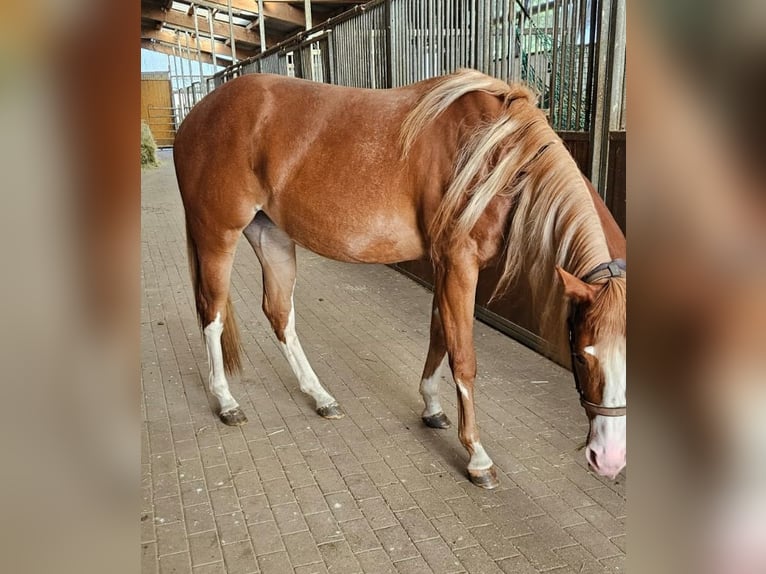 Paint Horse Giumenta 3 Anni Sauro in Etgersleben