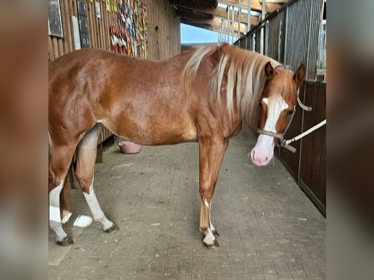 Paint Horse Giumenta 3 Anni Sauro in Etgersleben