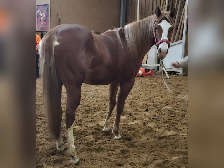 Paint Horse Giumenta 3 Anni Sauro in Etgersleben