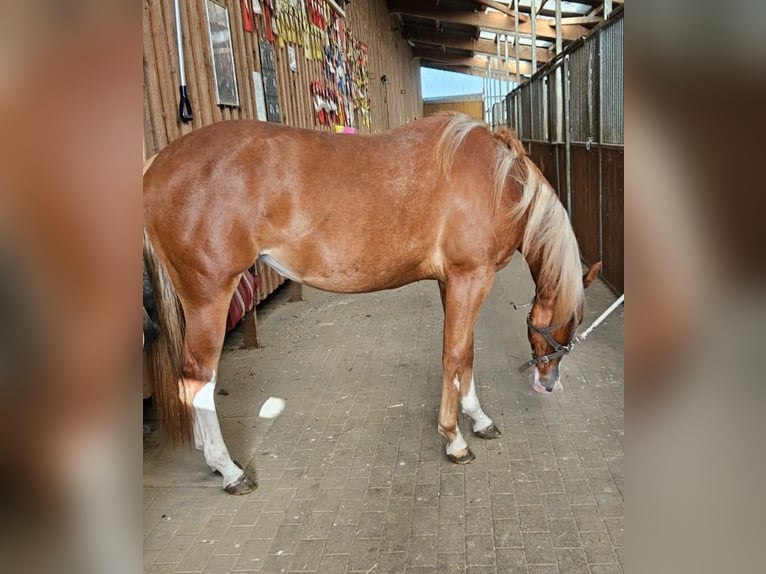 Paint Horse Giumenta 3 Anni Sauro in Etgersleben