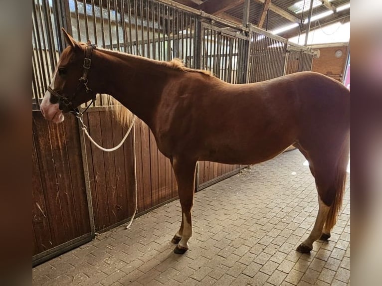 Paint Horse Giumenta 3 Anni Sauro in Etgersleben