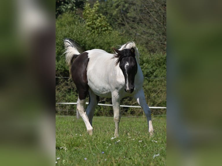 Paint Horse Giumenta 3 Anni Tobiano-tutti i colori in Pribram