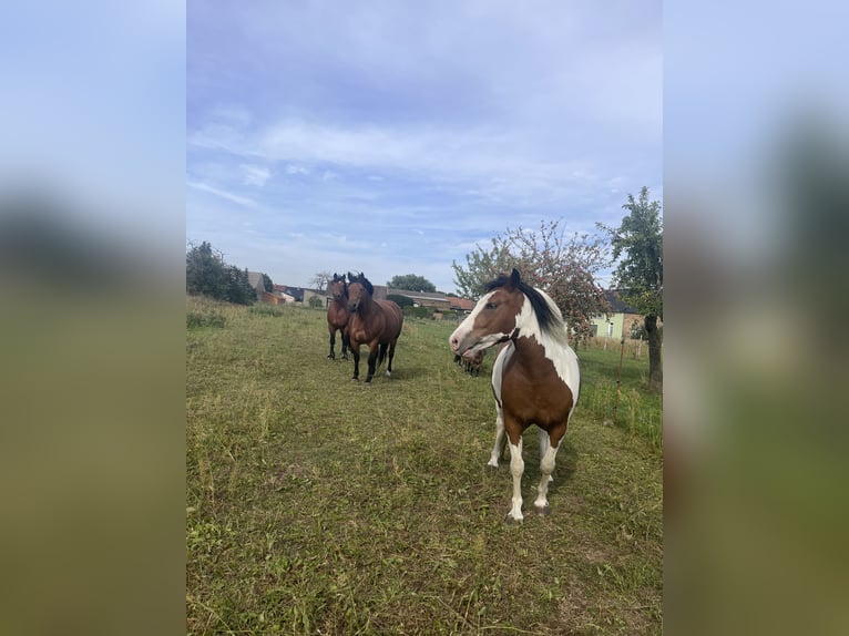 Paint Horse Mix Giumenta 4 Anni 142 cm Tobiano-tutti i colori in Lutherstadt Wittenberg