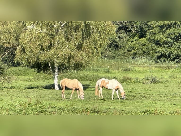 Paint Horse Giumenta 4 Anni 145 cm Tobiano-tutti i colori in Krakow am See