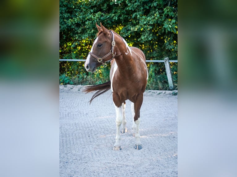 Paint Horse Giumenta 4 Anni 146 cm Tobiano-tutti i colori in Wallerfangen Paint Horse Giumenta 4 Anni 146 cm Tobiano-tutti i colori in Wallerfangen