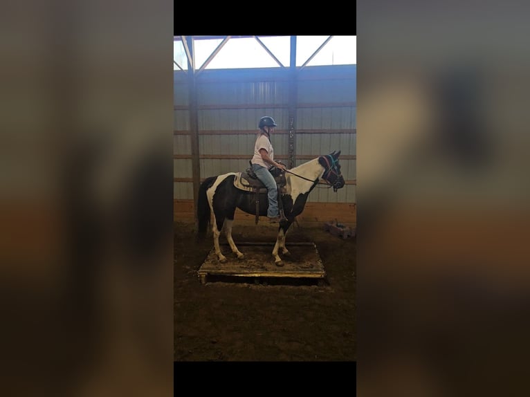 Paint Horse Giumenta 4 Anni 147 cm Tobiano-tutti i colori in Ashland Oh