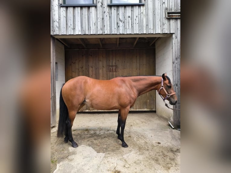Paint Horse Giumenta 4 Anni 150 cm Baio in Nideggen