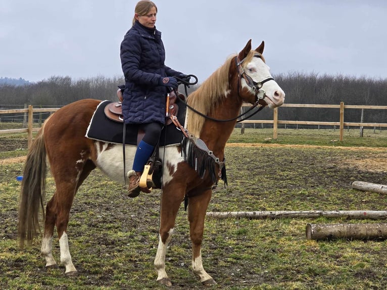 Paint Horse Mix Giumenta 4 Anni 150 cm Pezzato in Linkenbach