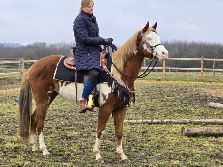 Paint Horse Mix Giumenta 4 Anni 150 cm Pezzato in Linkenbach