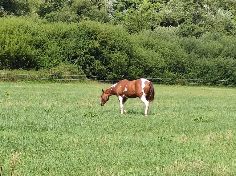 Paint Horse Giumenta 4 Anni 150 cm Pezzato in Zweibr&#xFC;cken