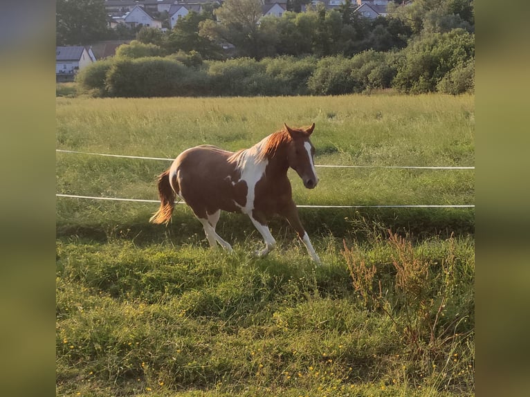 Paint Horse Giumenta 4 Anni 150 cm Pezzato in Zweibr&#xFC;cken