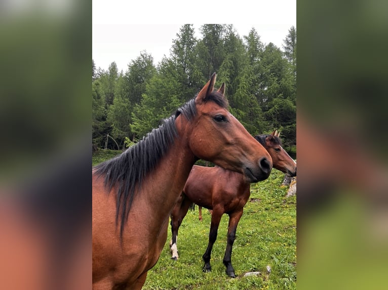 Paint Horse Giumenta 4 Anni 152 cm Baio in Freidorf TG