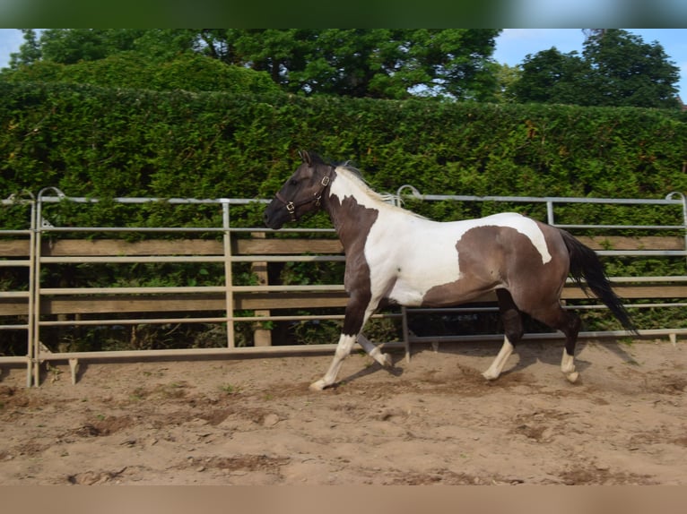 Paint Horse Giumenta 4 Anni 152 cm Grullo in Ahorn