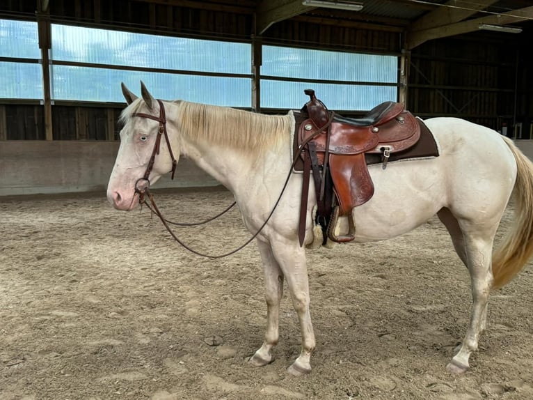 Paint Horse Giumenta 4 Anni 152 cm Perlino in Bomlitz