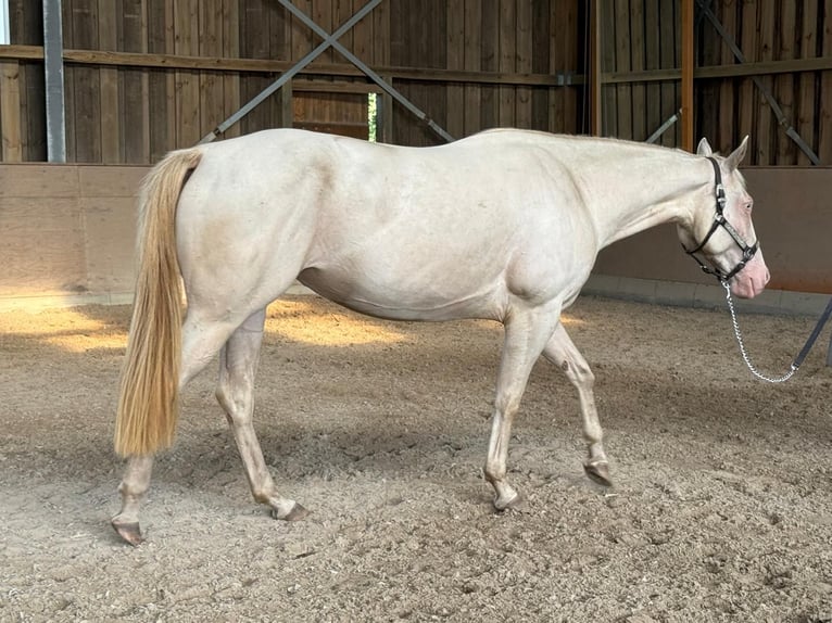 Paint Horse Giumenta 4 Anni 152 cm Perlino in Bomlitz