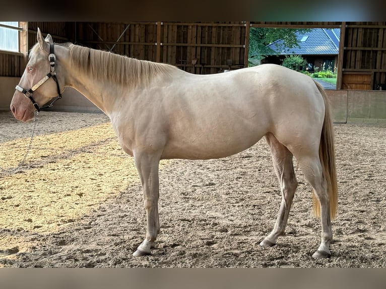 Paint Horse Giumenta 4 Anni 152 cm Perlino in Bomlitz