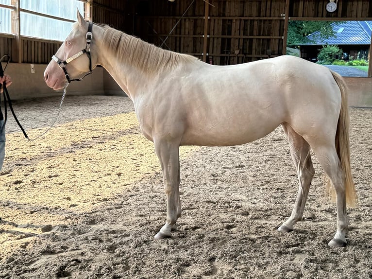 Paint Horse Giumenta 4 Anni 152 cm Perlino in Bomlitz