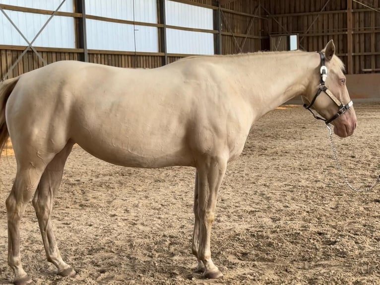 Paint Horse Giumenta 4 Anni 152 cm Perlino in Bomlitz