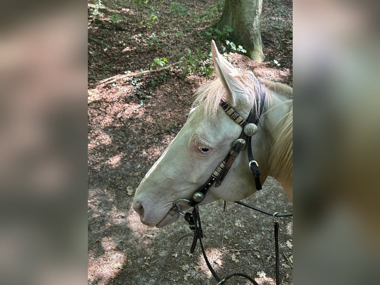 Paint Horse Giumenta 4 Anni 152 cm Perlino in Bomlitz