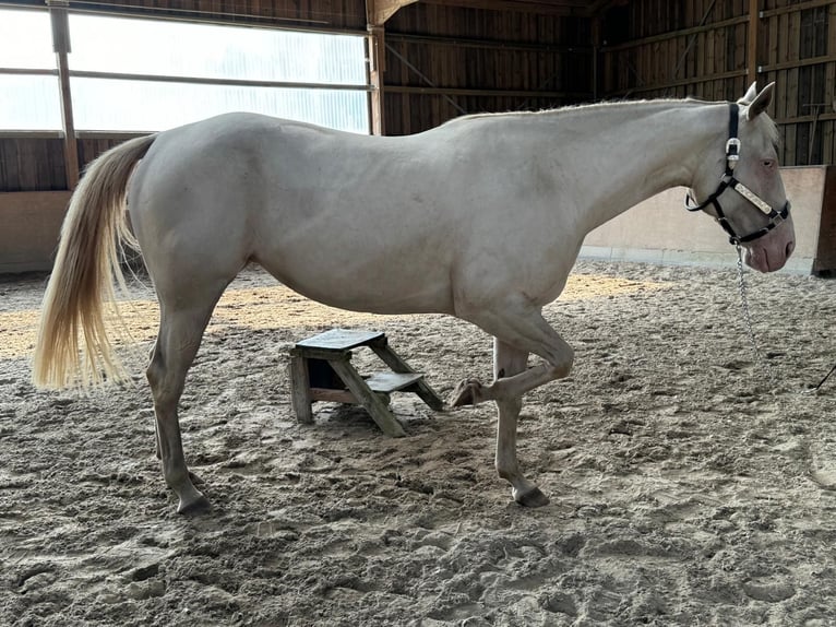 Paint Horse Giumenta 4 Anni 152 cm Perlino in Bomlitz