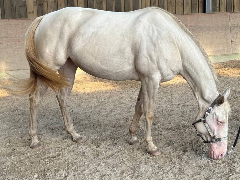 Paint Horse Giumenta 4 Anni 152 cm Perlino in Bomlitz