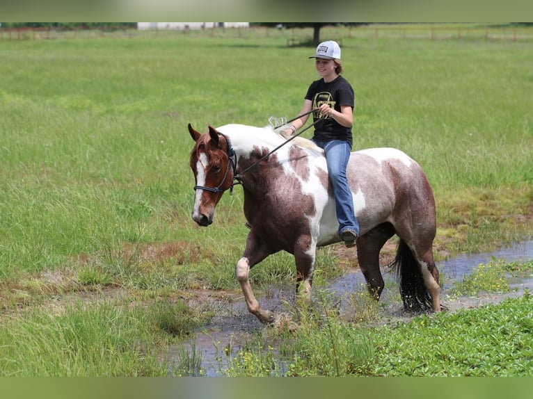 Paint Horse Giumenta 4 Anni 152 cm Roano rosso in Pilot Point, TX