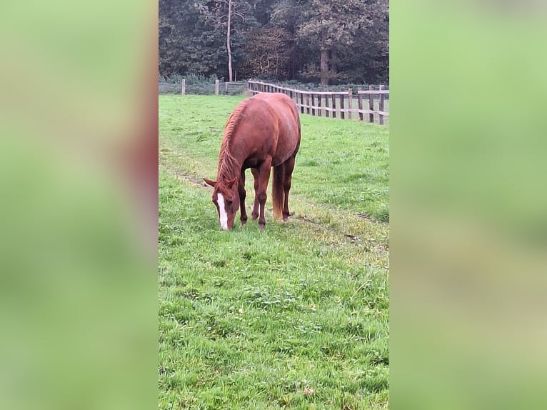 Paint Horse Giumenta 4 Anni 153 cm in Gavere