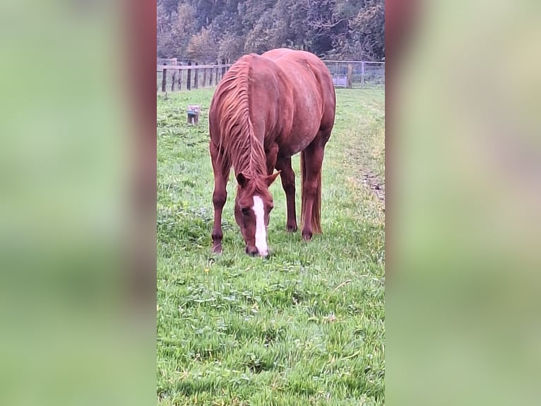 Paint Horse Giumenta 4 Anni 153 cm in Gavere