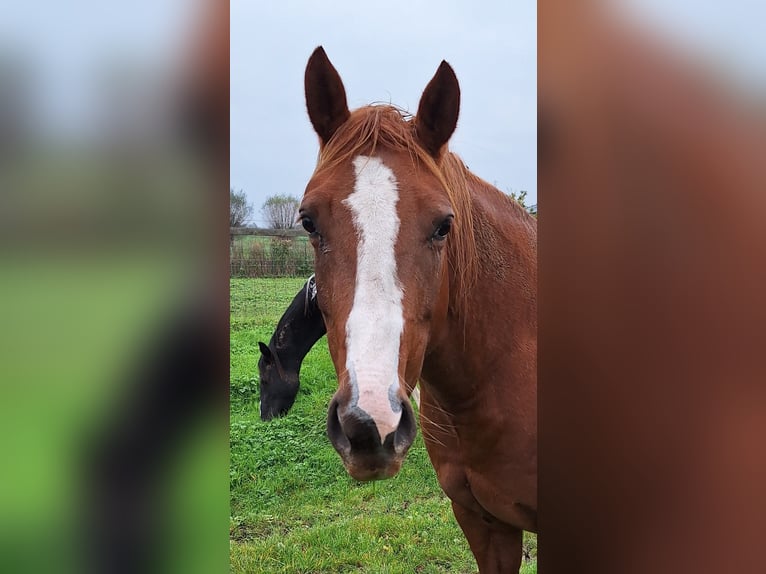 Paint Horse Giumenta 4 Anni 153 cm in Gavere