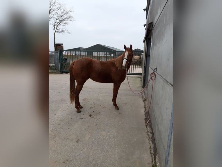 Paint Horse Giumenta 4 Anni 153 cm in Gavere