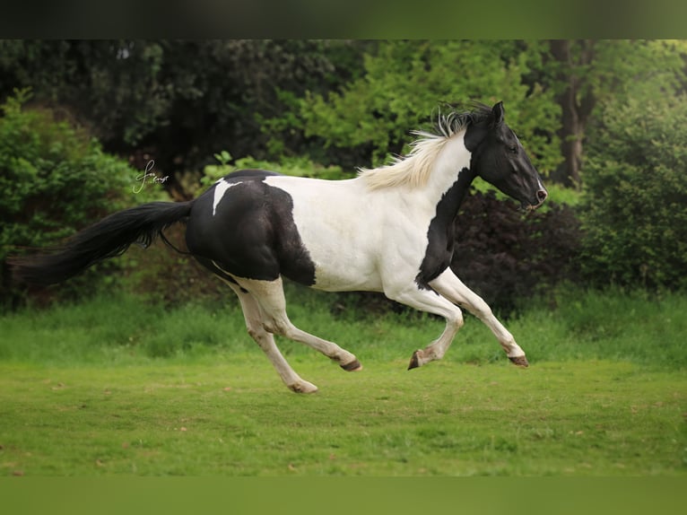 Paint Horse Giumenta 4 Anni 153 cm Pezzato in Büren