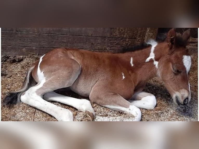 Paint Horse Mix Giumenta 4 Anni 153 cm Tobiano-tutti i colori in Krummhörn