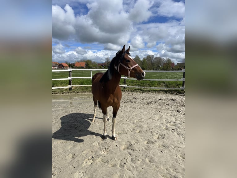 Paint Horse Mix Giumenta 4 Anni 153 cm Tobiano-tutti i colori in Krummhörn