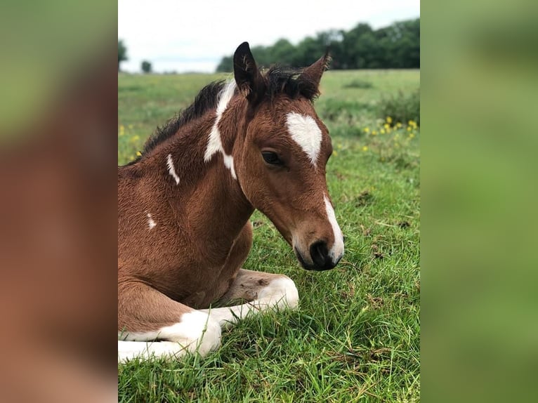 Paint Horse Mix Giumenta 4 Anni 153 cm Tobiano-tutti i colori in Krummhörn