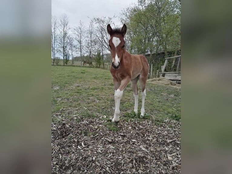 Paint Horse Mix Giumenta 4 Anni 153 cm Tobiano-tutti i colori in Krummhörn