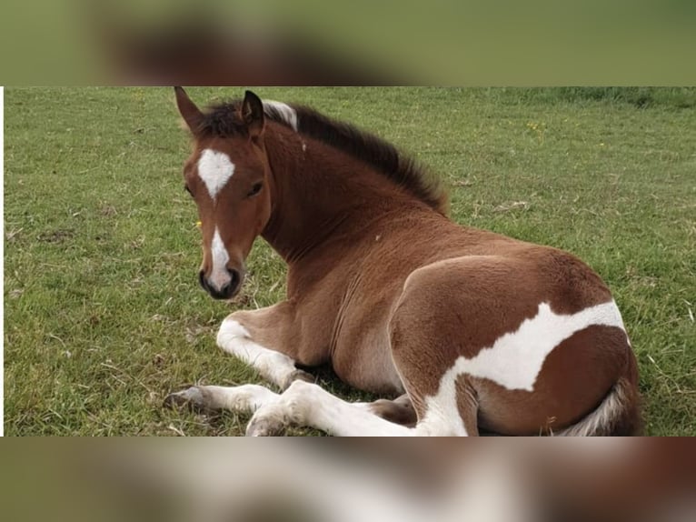 Paint Horse Mix Giumenta 4 Anni 153 cm Tobiano-tutti i colori in Krummhörn