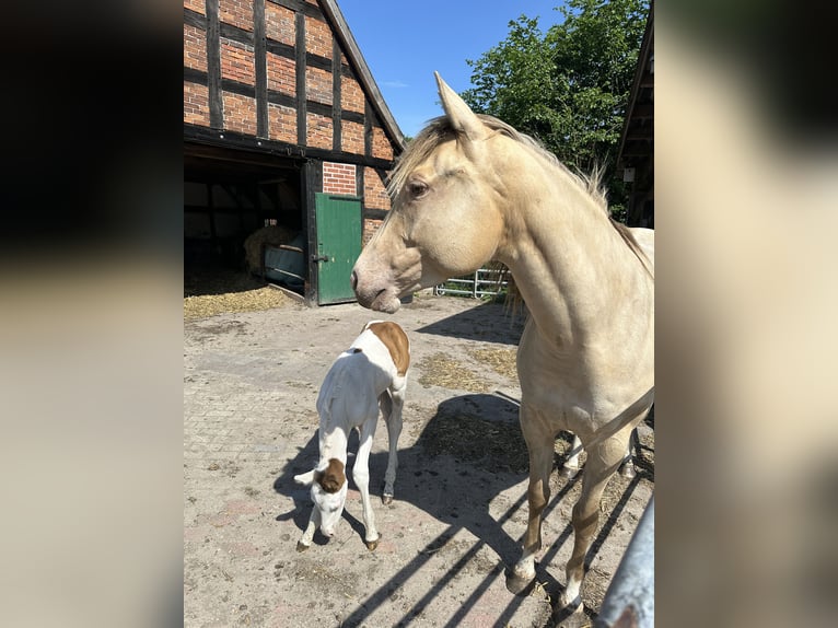 Paint Horse Giumenta 4 Anni 154 cm Champagne in OttersbergOttersberg