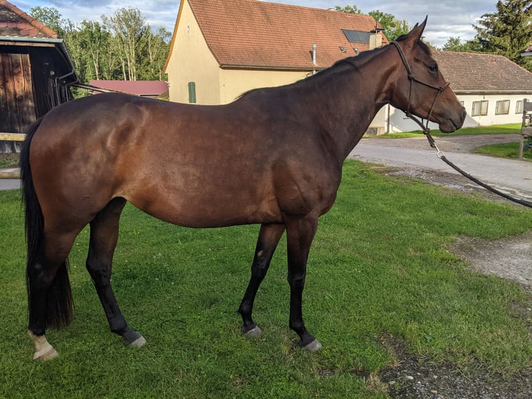 Paint Horse Giumenta 4 Anni 158 cm Baio in Bermatingen